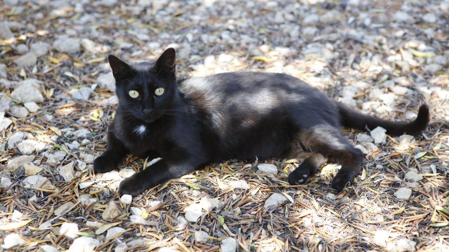 Wegen drohender Zwangsräumung der Finca einer Deutschen - wer kann diese Katzen aufnehmen?