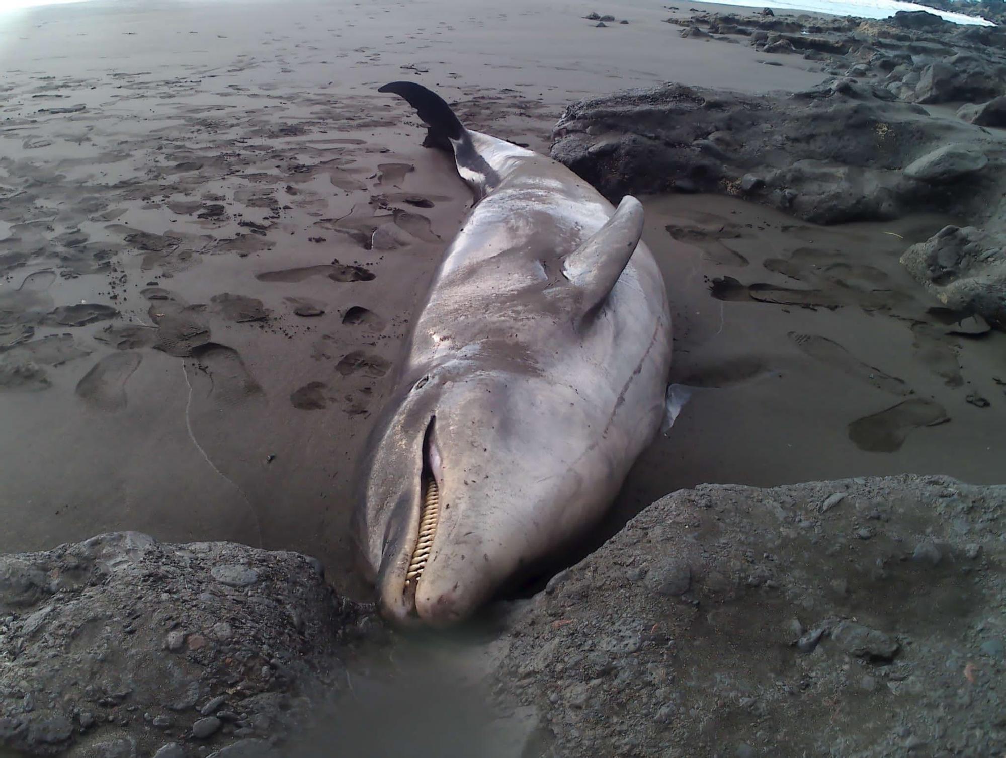 Delfín varado en playa Chica