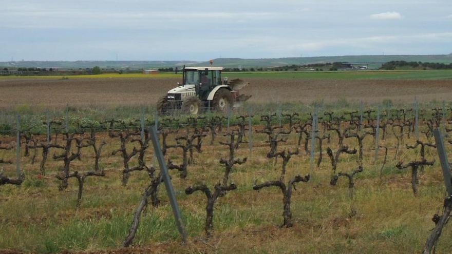 Un agricultor realiza sus tareas en un viñedo toresano