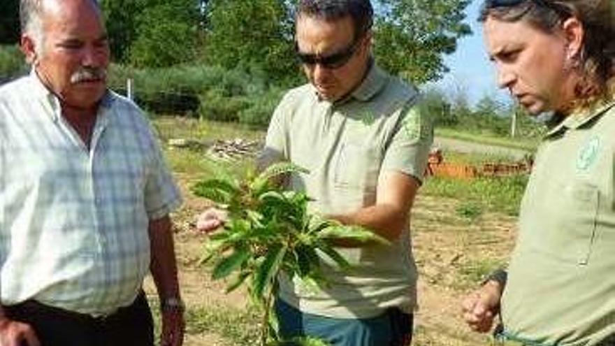 Control de castaños.