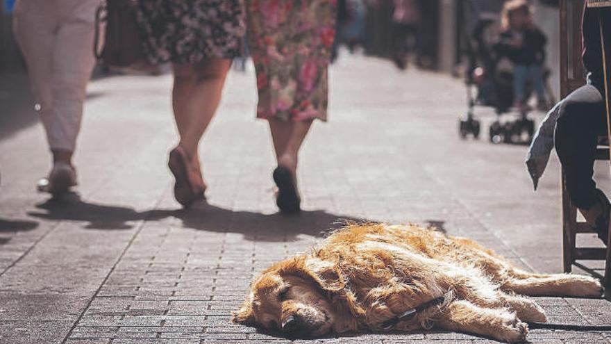 Un perro tumbado en una calle del casco lagunero.