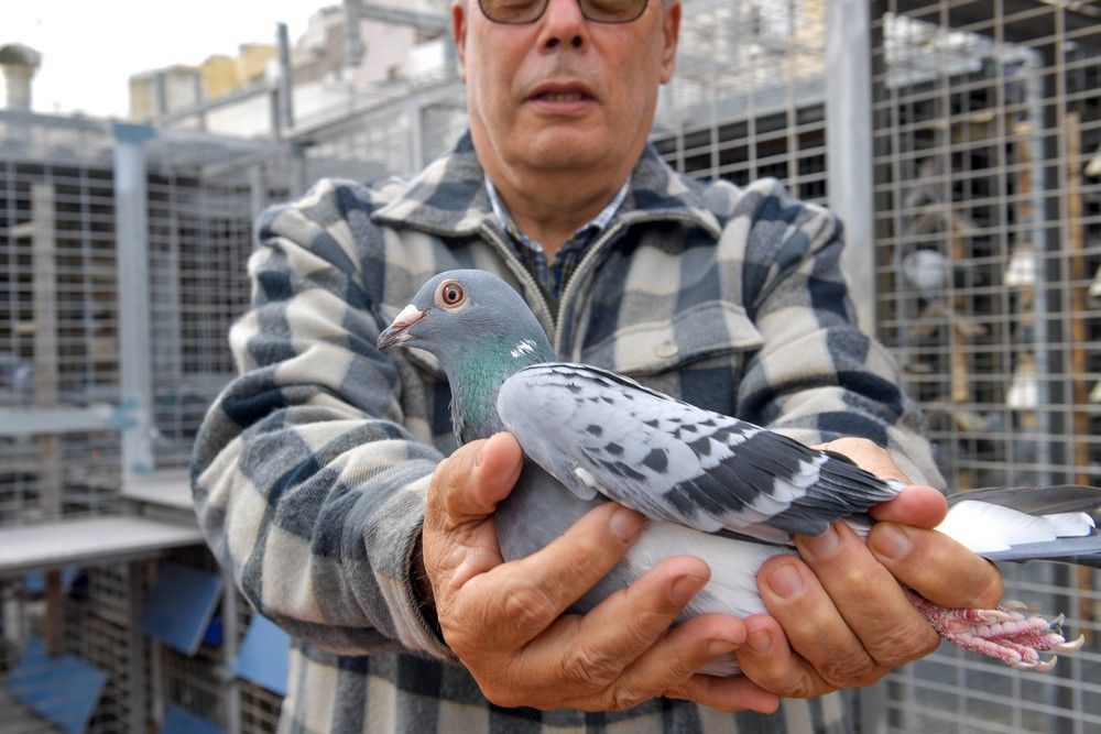 Isidro Suárez, ganador de un premio nacional de colombofilia