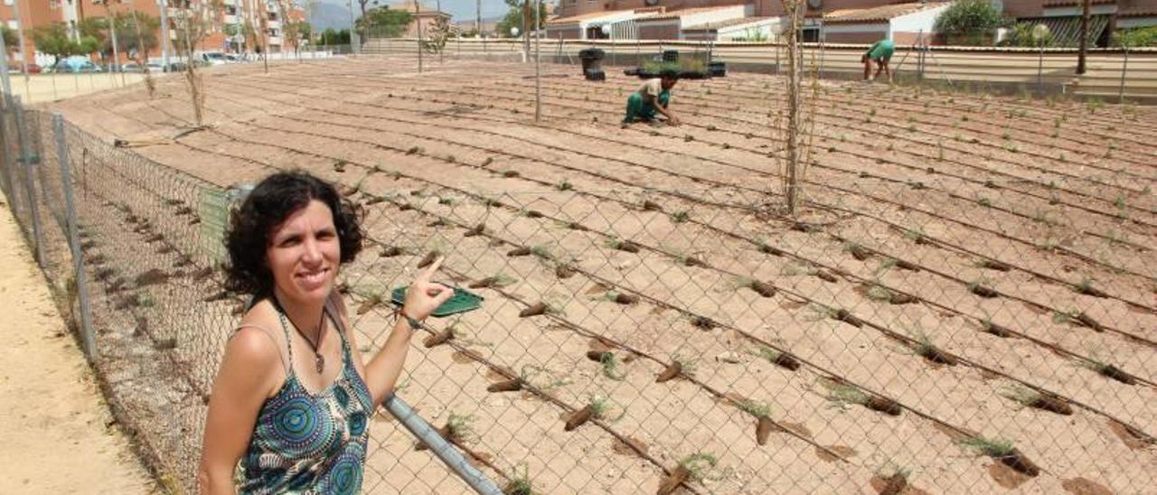 San Vicente apuesta por crear jardines de especies autóctonas y escaso riego