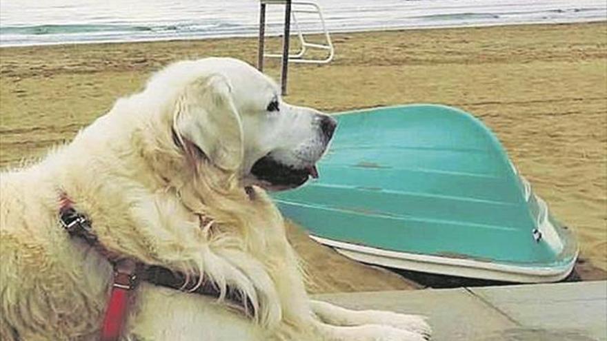 Benicàssim permitirá perros en las playas a partir del próximo otoño