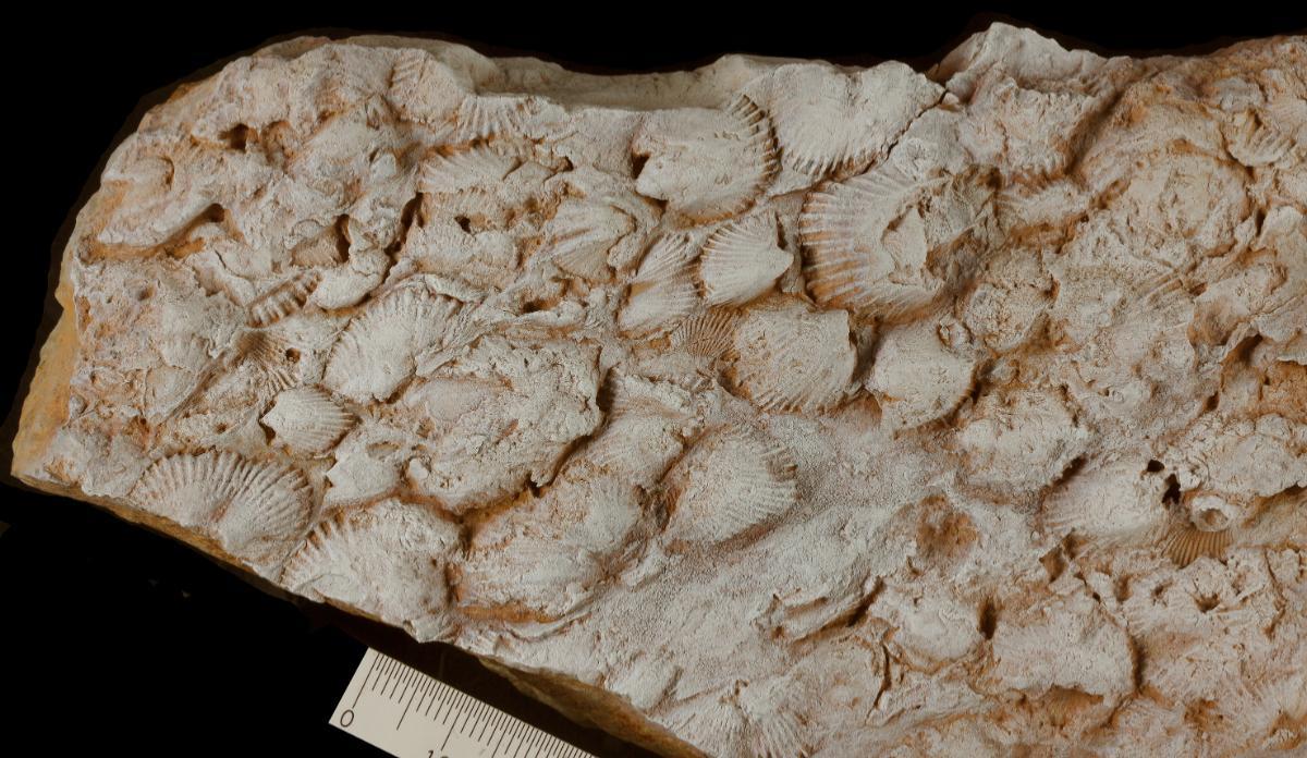 Imagen de los braquiópodos hallados en la Sierra Norte de Madrid, con una antiguedad de 470 millones de años.