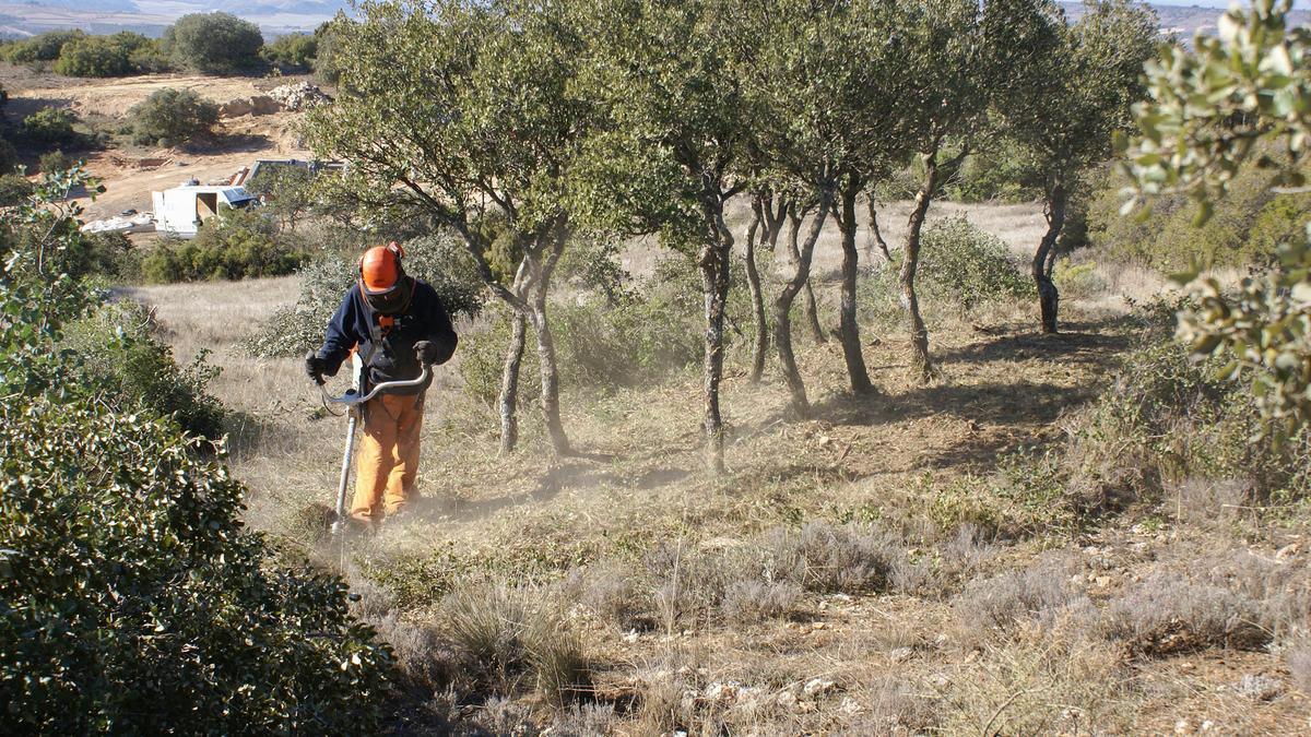 Un trabajador en un bosque.