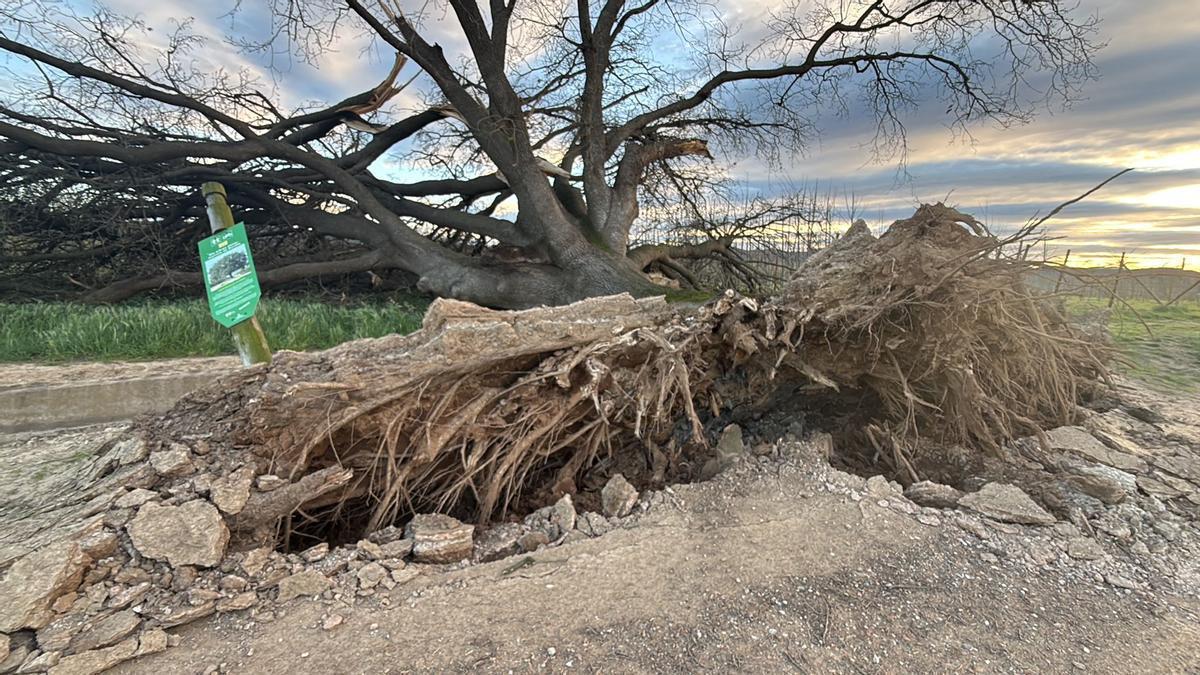 Les imatges de l'arbre caigut a Bordils