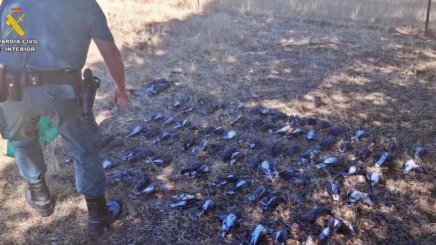 La Guardia Civil interviene 103 tórtolas y libera dos en un control de caza en Valverde de Llerena