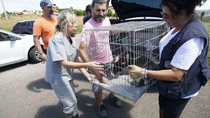 La veterinaria Ana Bances y Garbiñe García, de Canfelin&#039;z, transportan a uno de los border collie.