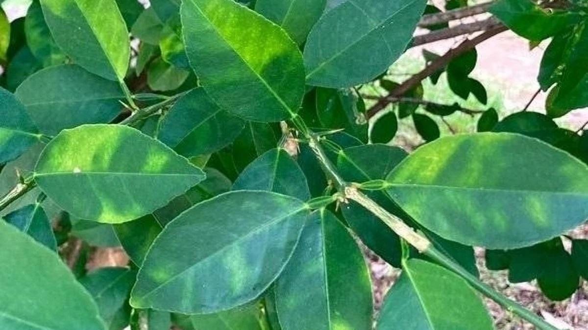 El virus de la clorosis afecta a plantas asintomáticas, que no manifiestan la enfermedad en etapas iniciales.