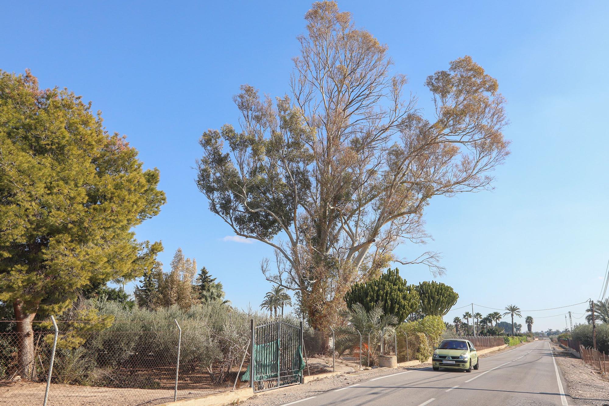 Eucalipto protegido. Es uno de los siete árboles con protección autonómica en Elche. Su copa es de más de 25 metros. Está en una finca de Atzavares.