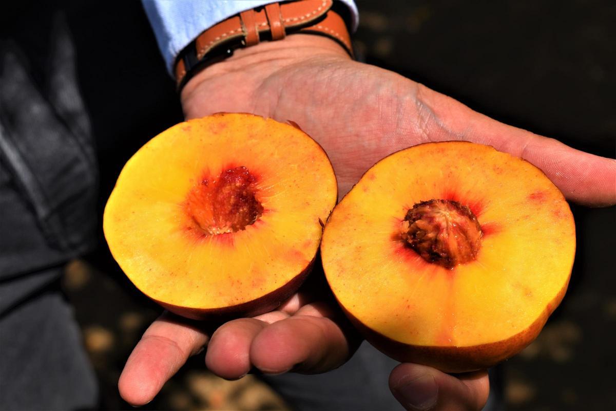 El viaje redondo de la fruta de hueso extremeña El viaje redondo de la fruta de hueso extremeña