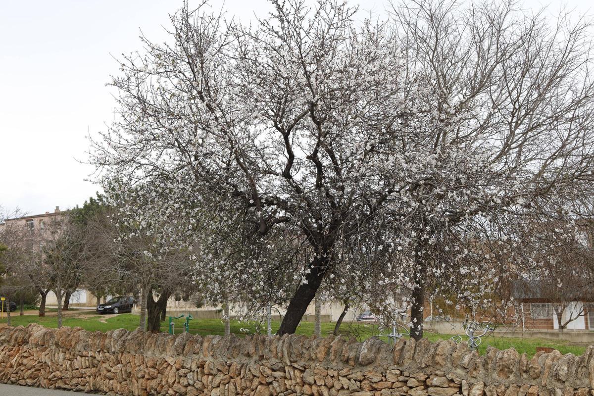 Weiße Pracht auf Mallorca: Die Mandelblüte ist wieder da