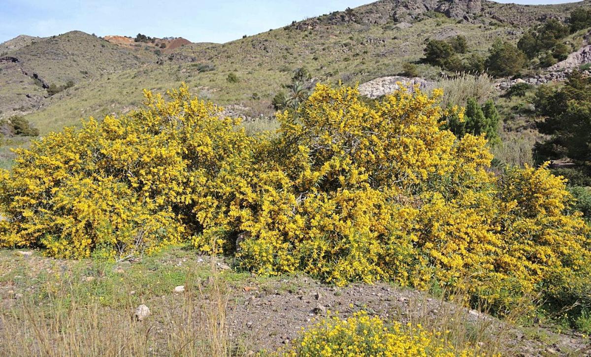 Cerco a la flora exótica invasora en los parques de Sierra Espuña y Calblanque