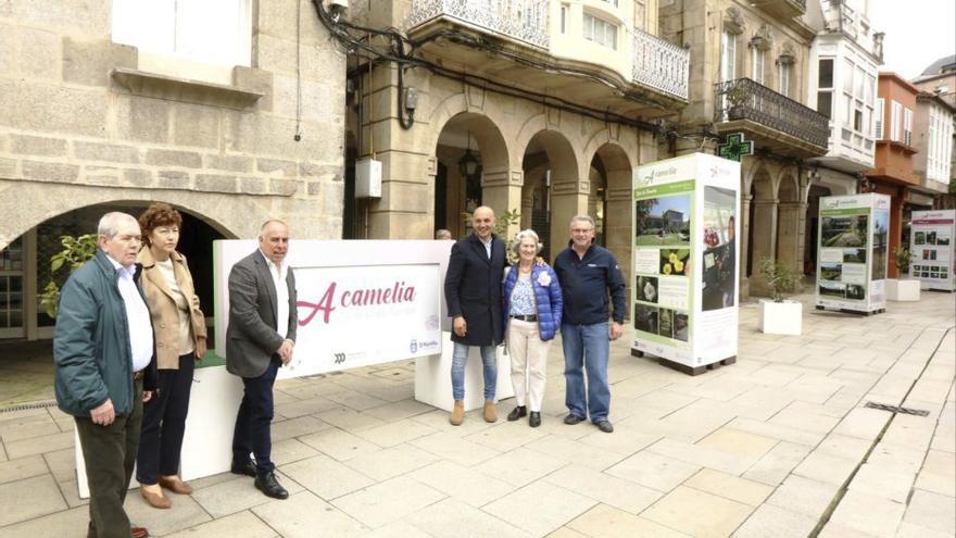 Porriño se rinde a la camelia con doble cita al aire libre