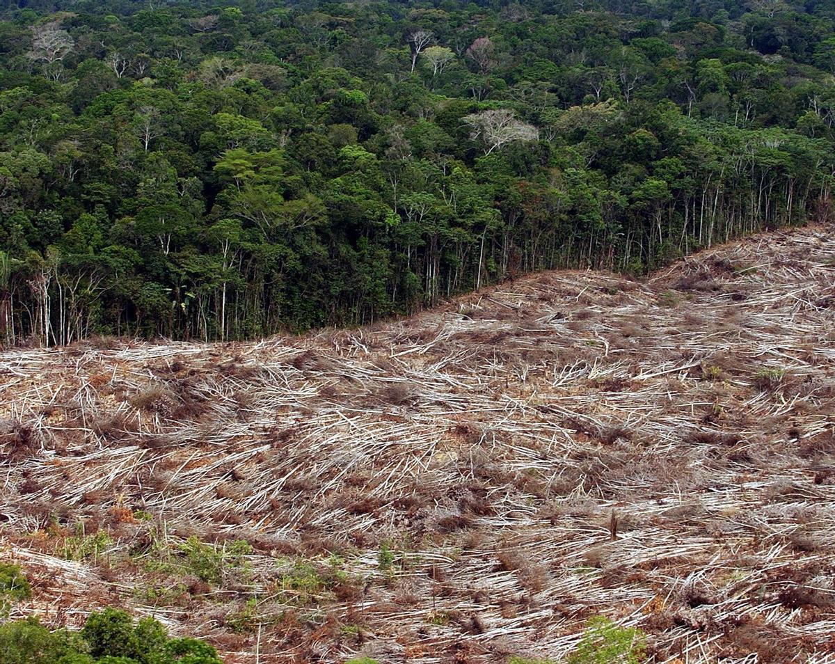 Deforestación en la Amazonía brasileña.
