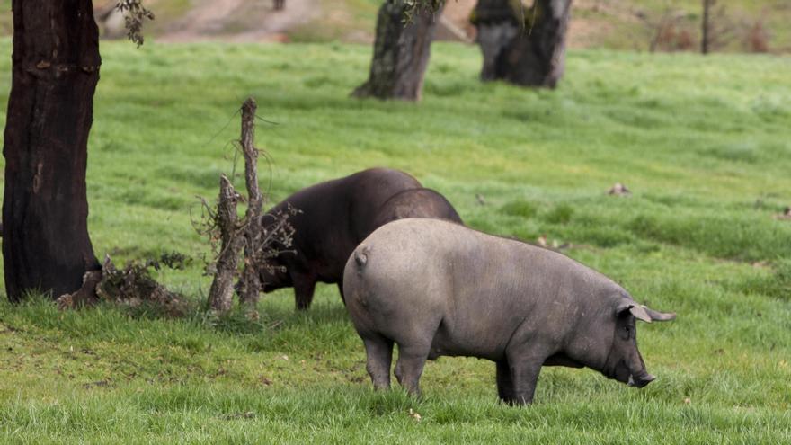 El sinsabor del ibérico.