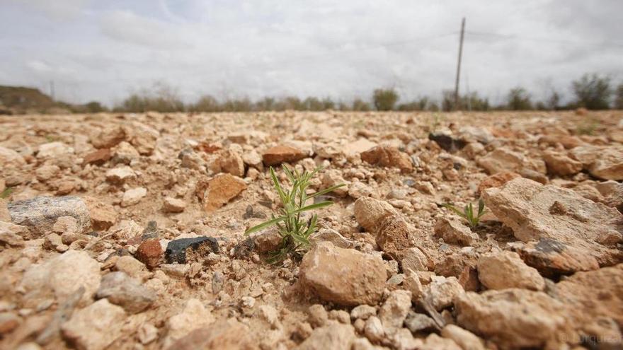 La sequía arrasa con todo el cereal y amenaza al resto del secano en la Región de Murcia