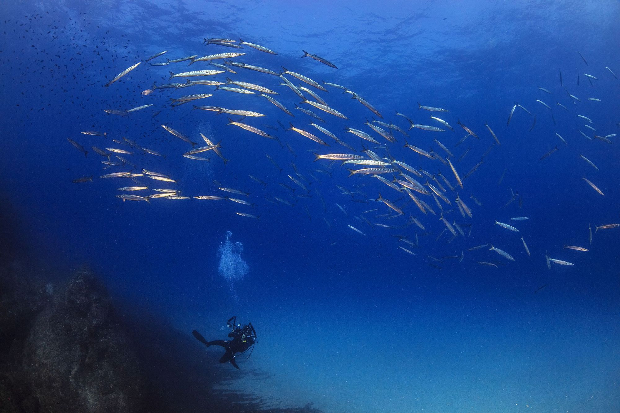 Un buceador tomando fotos de un grupo de barracudas en Punta Prima (Formentera).