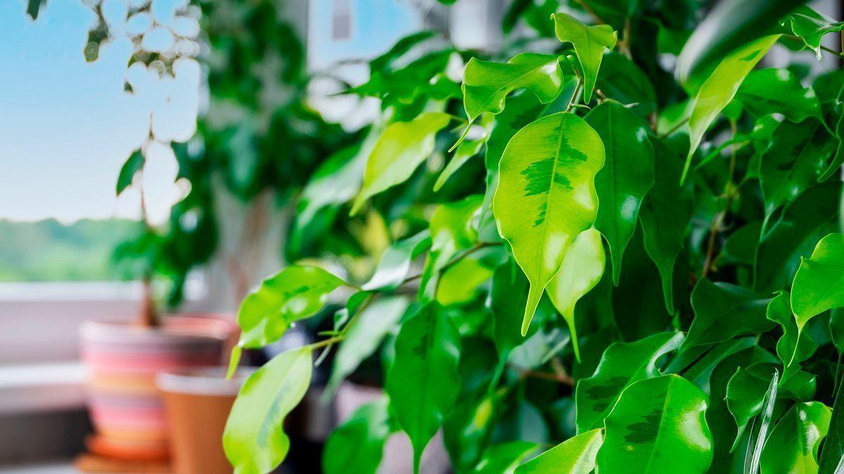 La planta de Leroy Merlin que combate el calor y refresca tu habitación si no tienes aire acondicionado