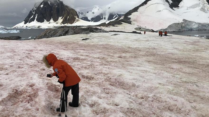La ‘nieve rosa’ se apodera de la Antártida y estos son sus preocupantes efectos