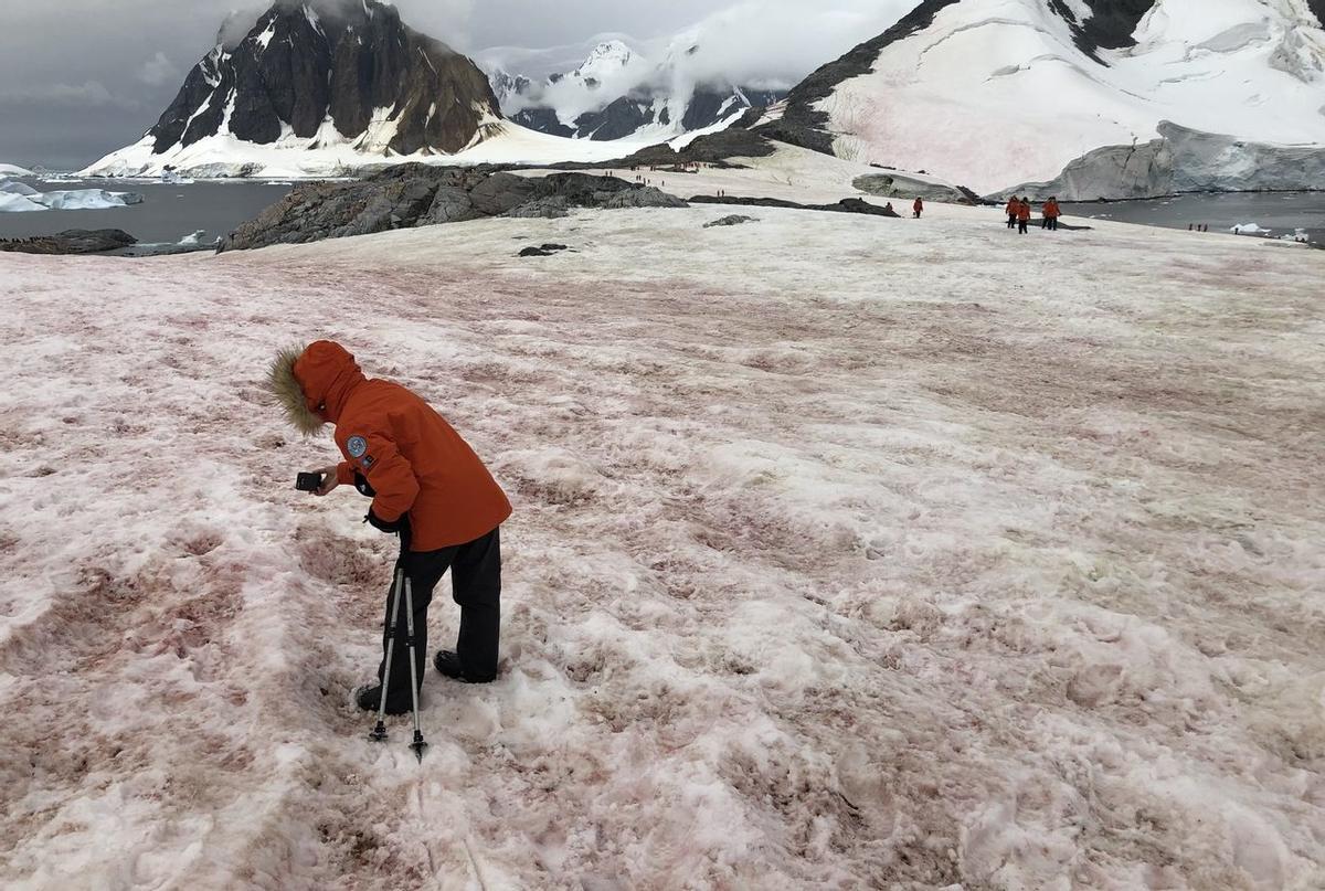 El crecimiento de algas en la nieve reduce su blancura y eso atrapa más calor