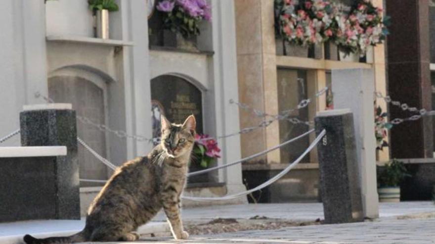 Arriba uno de los gatos que ha logrado sobrevivir y abajo uno intoxicado y los cadáveres.