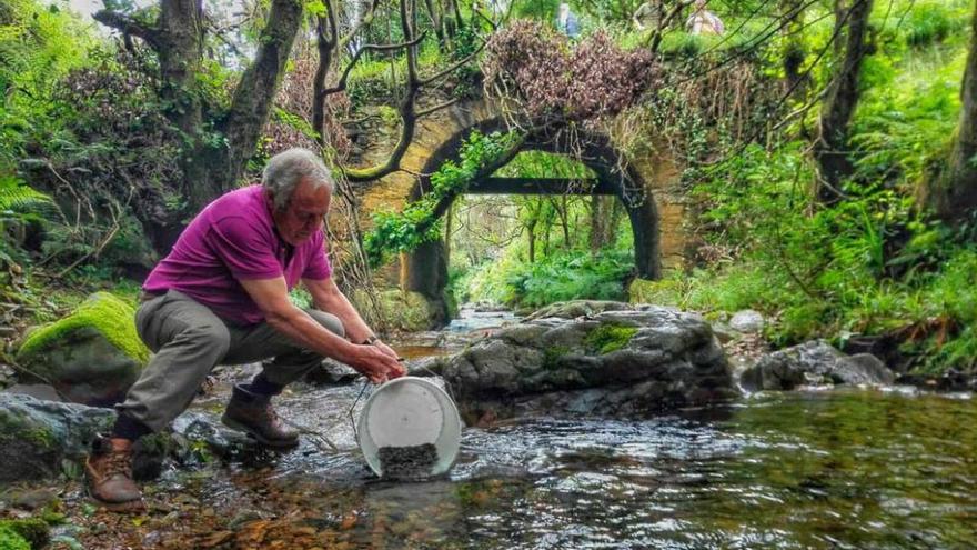 Treinta mil alevines de trucha para los ríos de Cudillero