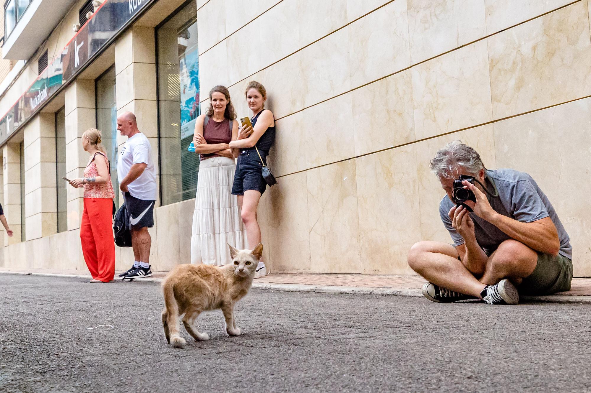 Los gatos toman las calles de Benidorm