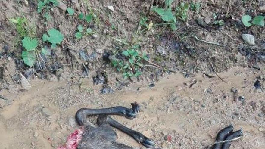 Un dels animals mutilats trobats a prop de les Llosses