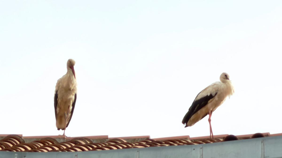 Un estol de cigonyes per Manresa Un estol de cigonyes per Manresa
