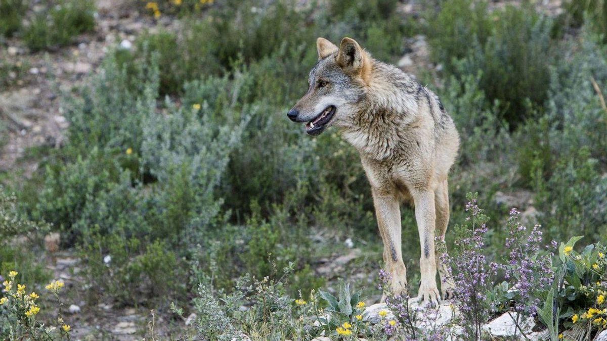 Un lobo ibérico en Castilla y León. | Efe