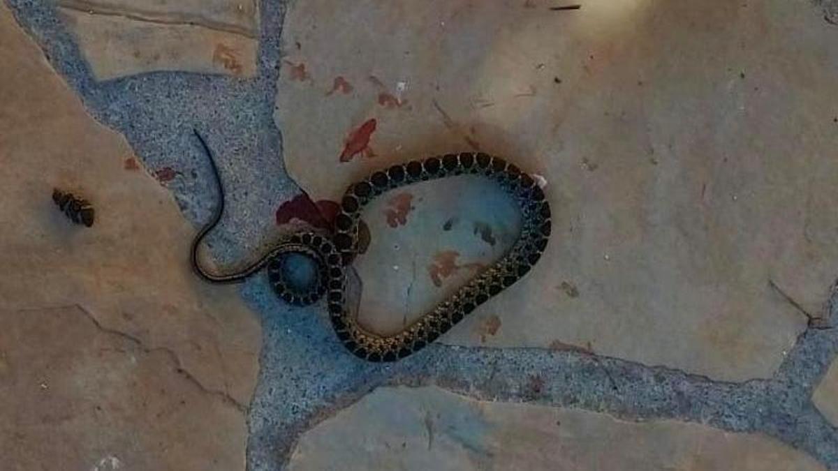 Serpiente capturada en Sant Jordi.