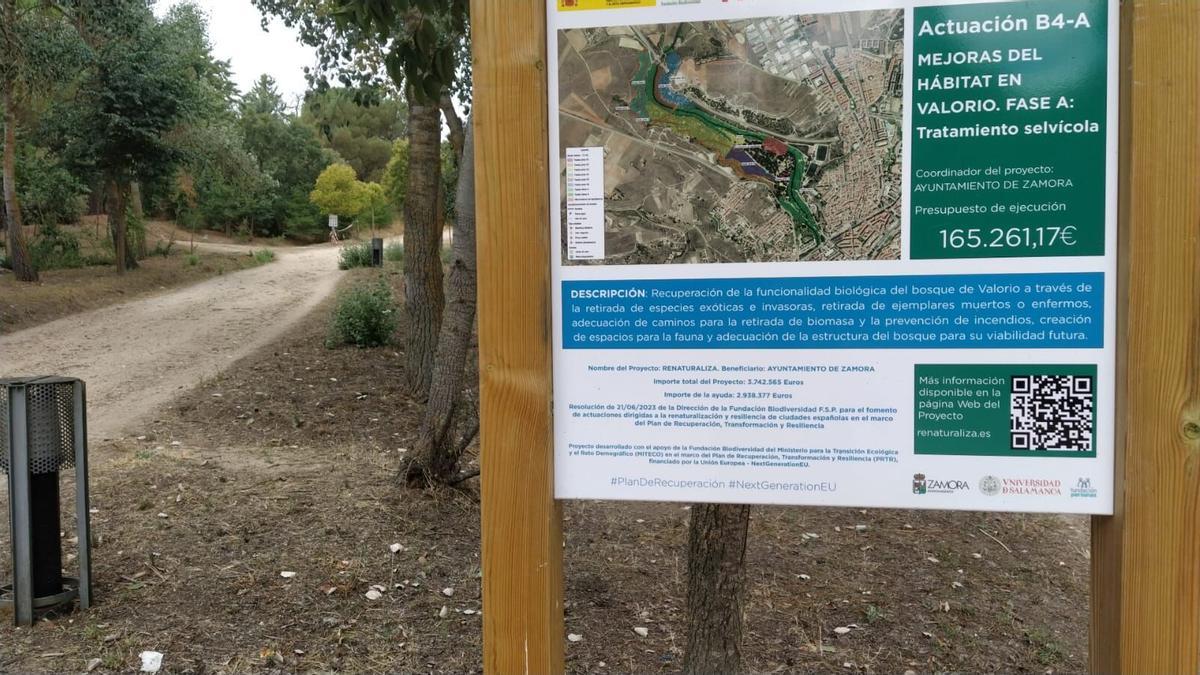 Valorio. Tala de árboles. Renaturaliza