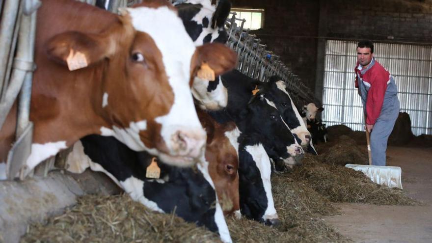 La leche da pérdidas a los ganaderos