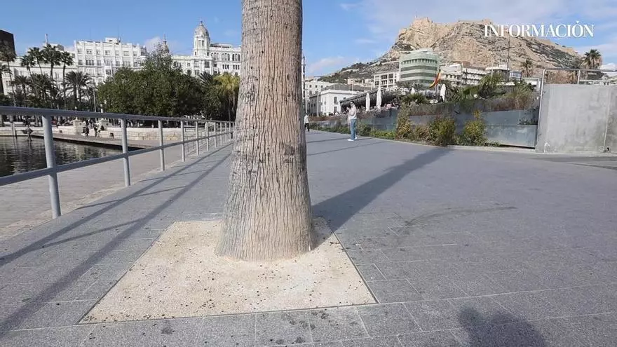 ¿Cemento en las palmeras del puerto de Alicante? La Autoridad Portuaria lo defiende y expertos alertan del riesgo para los ejemplares