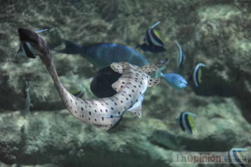 El acuario de la UMU albergará las especies emblemáticas del Mar Menor