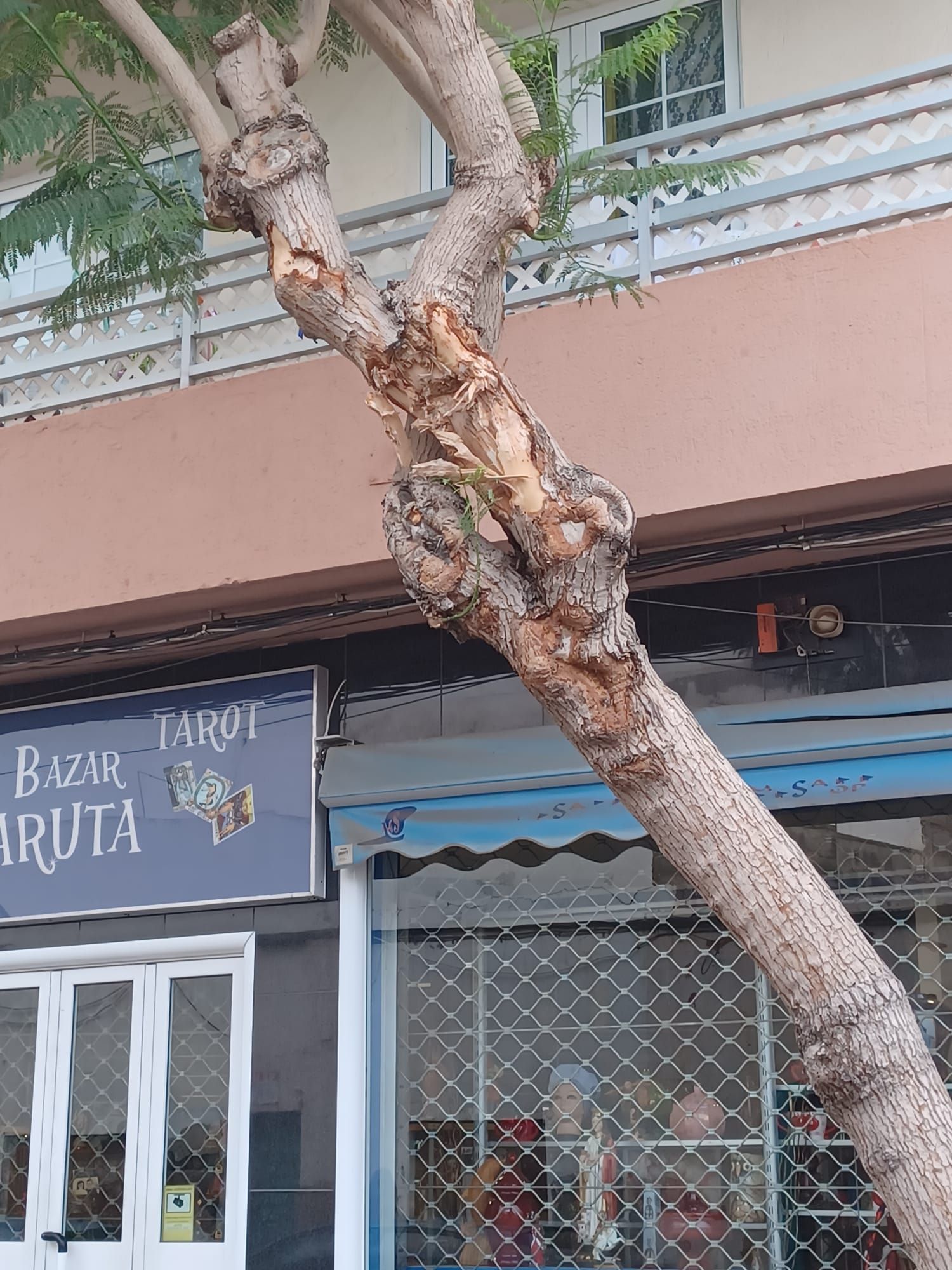 Talan un árbol tras el impacto de un camión en Arrecife