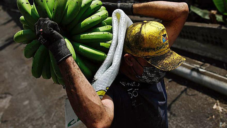 Un agricultor de Tazacorte, 
con una piña de plátanos.  | // E. P.