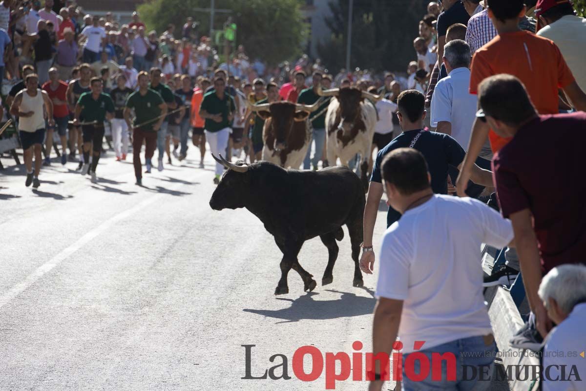 Sexto encierro de la Feria del Arroz de Calasparra