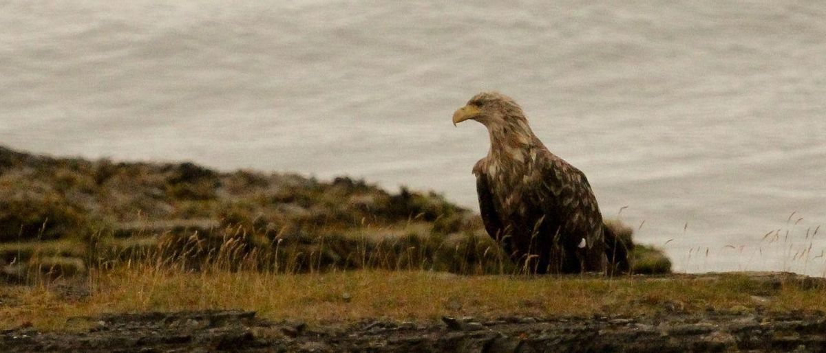 El polèmic vol del pigarg: l’alliberament de set exemplars revolta els científics, que alerten de l’impacte a Astúries El polèmic vol del pigarg: l’alliberament de set exemplars revolta els científics, que alerten de l’impacte a Astúries