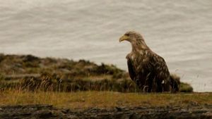 El polèmic vol del pigarg: l’alliberament de set exemplars revolta els científics, que alerten de l’impacte a Astúries