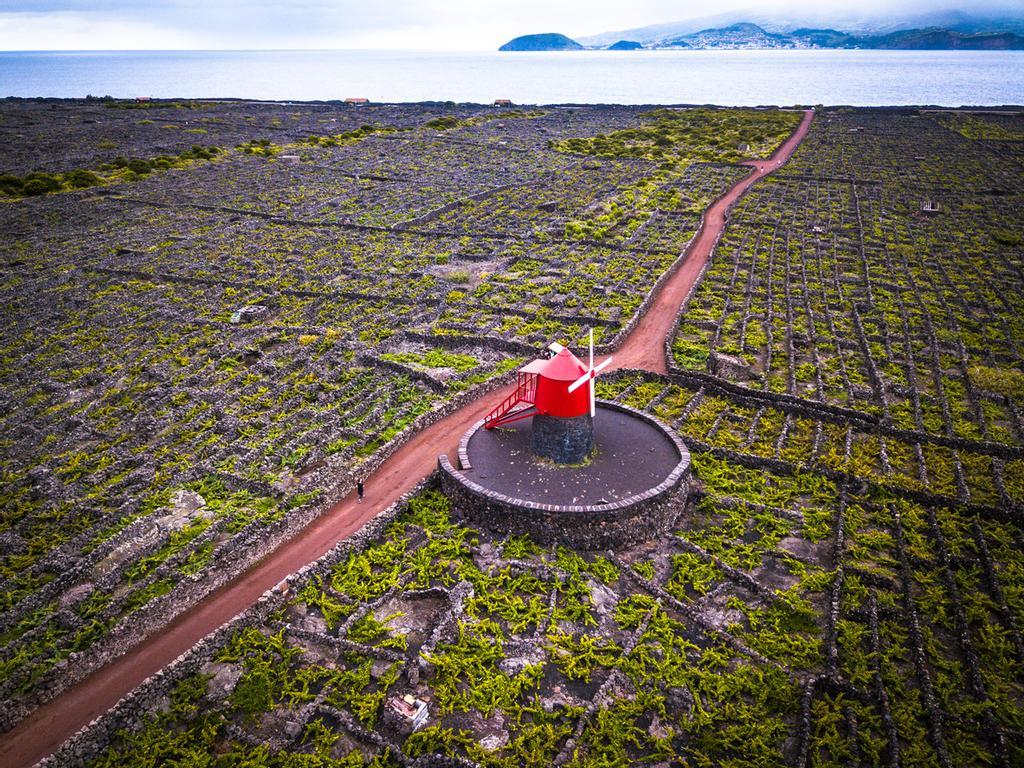 El paisaje de viñedos de la isla de Pico fue declarado Patrimonio de la Humanidad en 2004. 