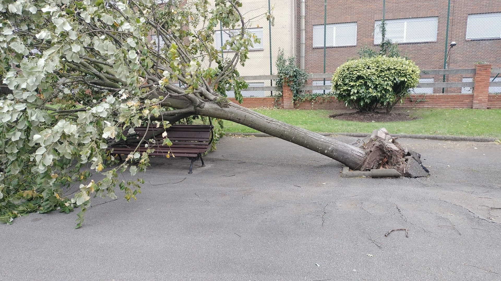 Los efectos del temporal en Oviedo