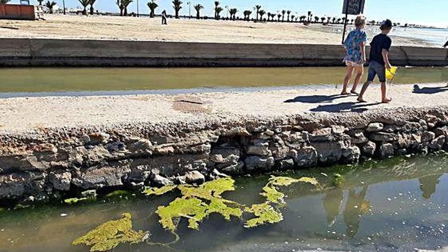 Izquierda Unida-Verdes denuncia la inminente llegada de otra &#039;sopa verde&#039; al Mar Menor