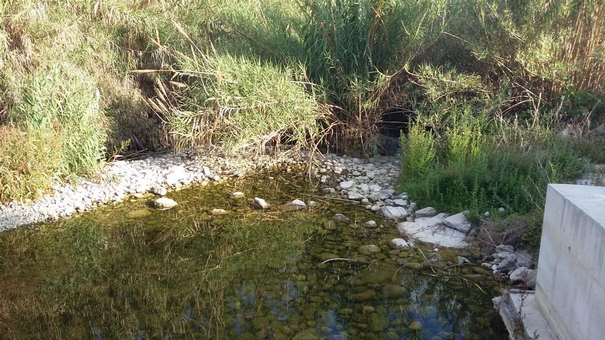Así (de mal) están los ríos Serpis y Vernissa por la sequía Así (de mal) están los ríos Serpis y Vernissa por la sequía