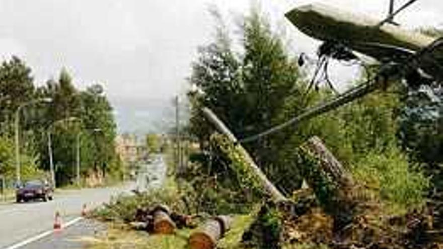 Un árbol derribado por el temporal en Sanxenxo. / gustavo santos