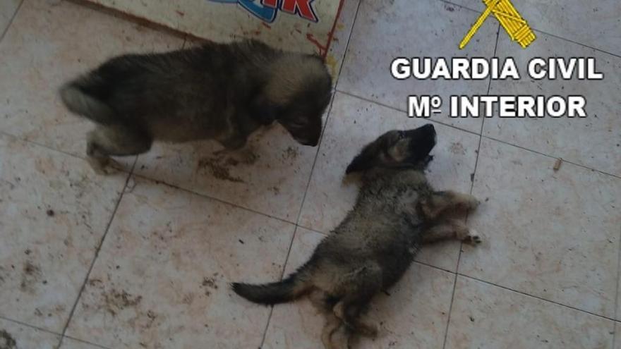 Detenido un hombre por tener a sus perros abandonados y desnutridos en Benicarló