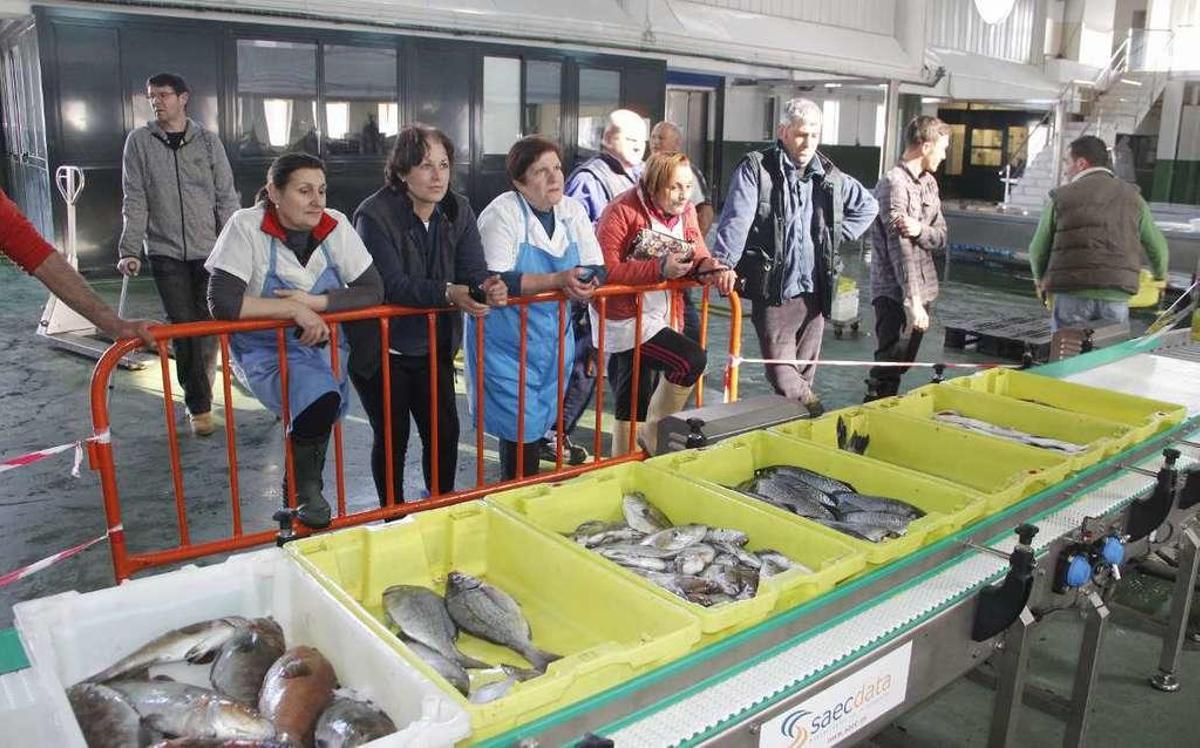 La lonja de Bueu estrena una clasificadora de pescado para agilizar y mejorar la subasta