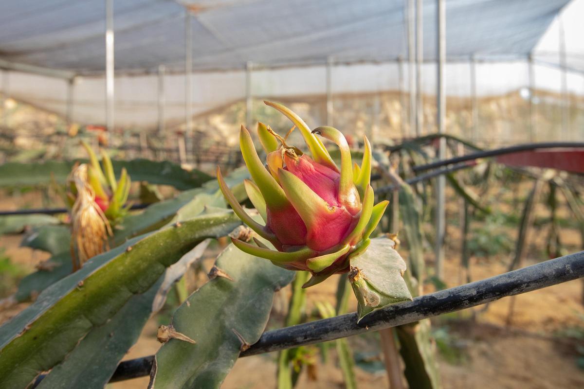 Cultivo de pitahaya en una imagen de una plantación de la Vega Baja.